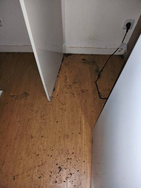 Entreprise spécialisée en traitement anti blattes à Narbonne