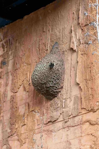 Traitement frelons et guêpes à Narbonne