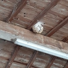 Notre zone d'activité pour ce service Pose de pièges à rats : méthode efficace par un dératiseur